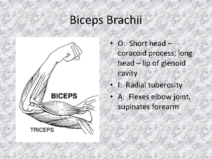 Biceps Brachii • O: Short head – coracoid process; long head – lip of