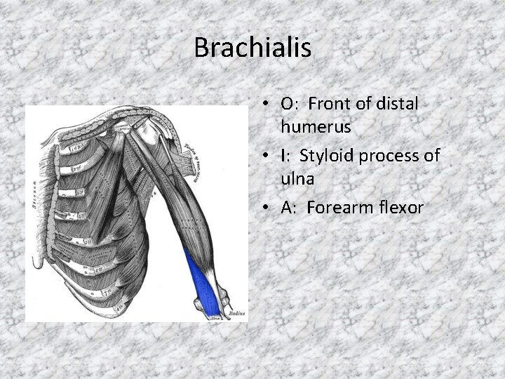Brachialis • O: Front of distal humerus • I: Styloid process of ulna •