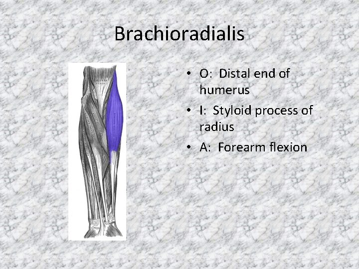 Brachioradialis • O: Distal end of humerus • I: Styloid process of radius •