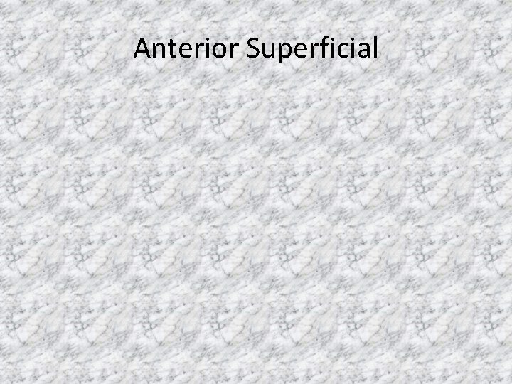 Anterior Superficial 