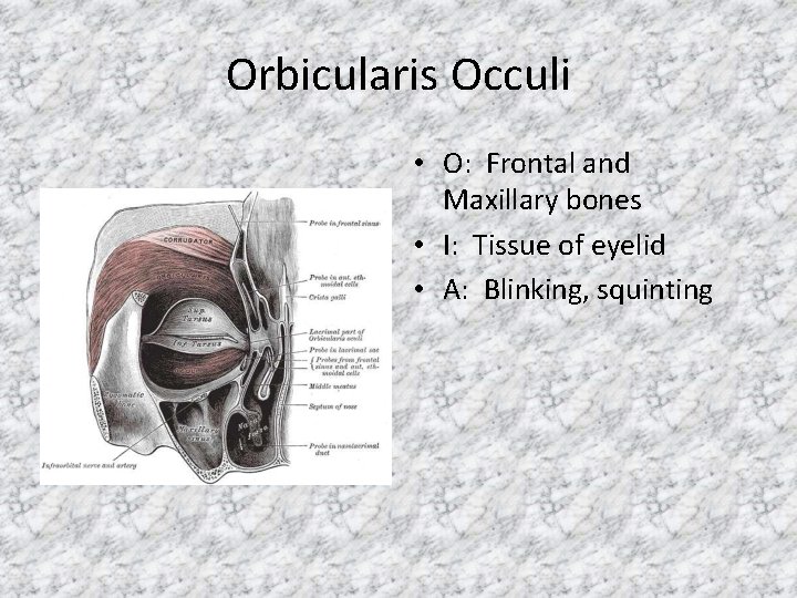 Orbicularis Occuli • O: Frontal and Maxillary bones • I: Tissue of eyelid •