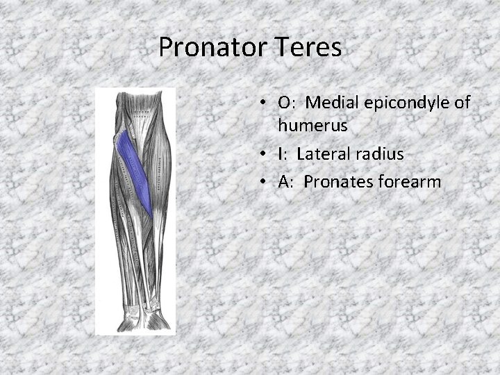 Pronator Teres • O: Medial epicondyle of humerus • I: Lateral radius • A: