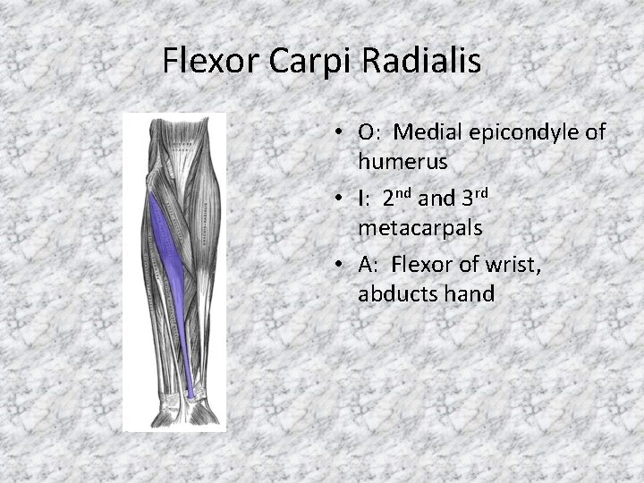 Flexor Carpi Radialis • O: Medial epicondyle of humerus • I: 2 nd and