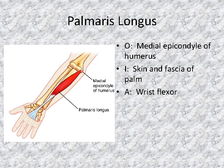Palmaris Longus • O: Medial epicondyle of humerus • I: Skin and fascia of