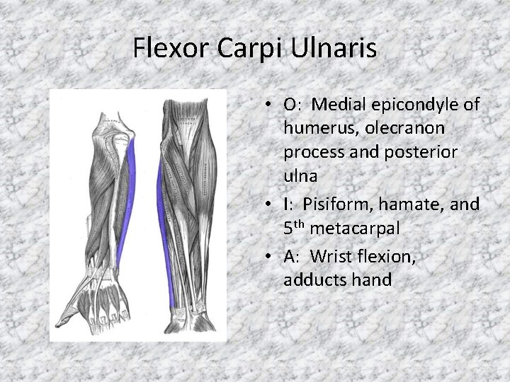 Flexor Carpi Ulnaris • O: Medial epicondyle of humerus, olecranon process and posterior ulna
