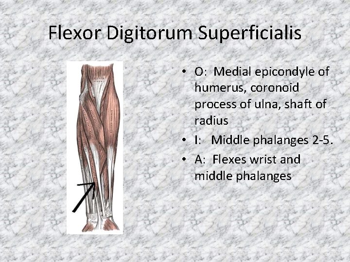 Flexor Digitorum Superficialis • O: Medial epicondyle of humerus, coronoid process of ulna, shaft