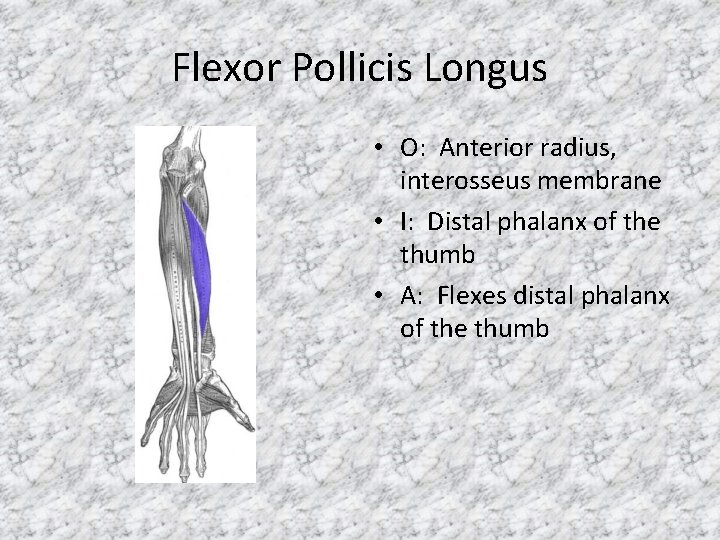 Flexor Pollicis Longus • O: Anterior radius, interosseus membrane • I: Distal phalanx of