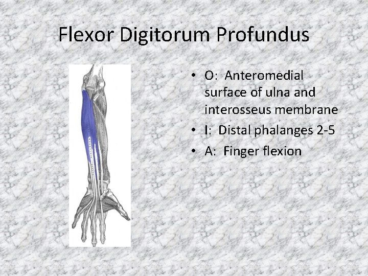 Flexor Digitorum Profundus • O: Anteromedial surface of ulna and interosseus membrane • I: