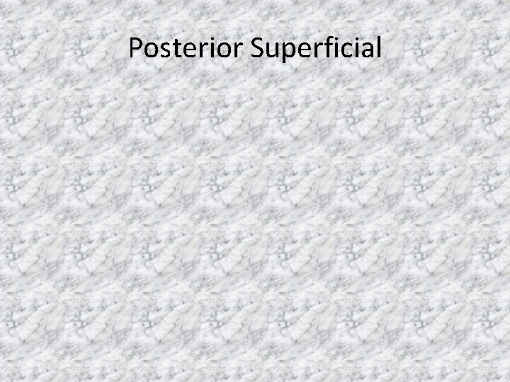 Posterior Superficial 