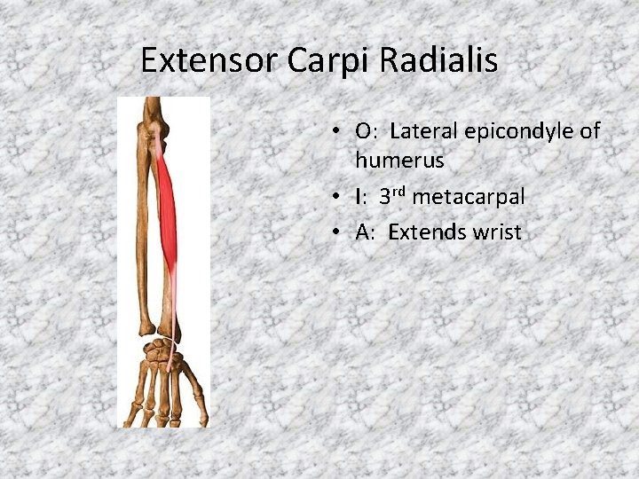 Extensor Carpi Radialis • O: Lateral epicondyle of humerus • I: 3 rd metacarpal