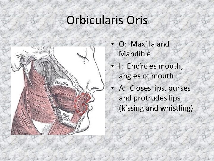 Orbicularis Oris • O: Maxilla and Mandible • I: Encircles mouth, angles of mouth