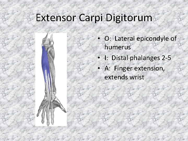 Extensor Carpi Digitorum • O: Lateral epicondyle of humerus • I: Distal phalanges 2