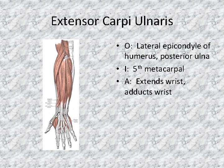 Extensor Carpi Ulnaris • O: Lateral epicondyle of humerus, posterior ulna • I: 5