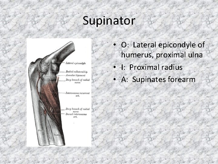Supinator • O: Lateral epicondyle of humerus, proximal ulna • I: Proximal radius •