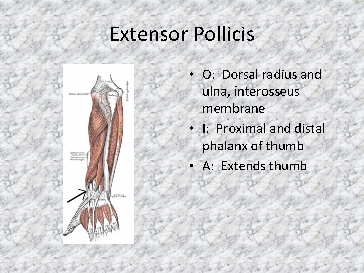 Extensor Pollicis • O: Dorsal radius and ulna, interosseus membrane • I: Proximal and