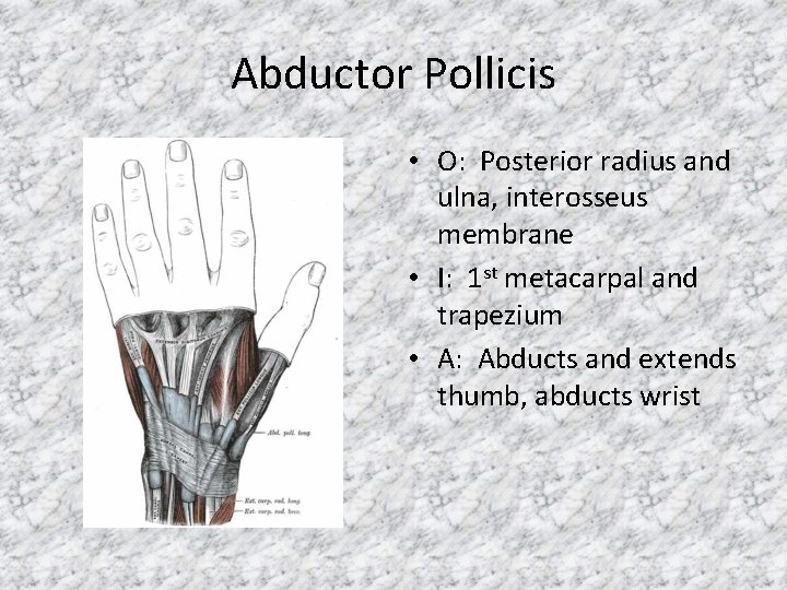 Abductor Pollicis • O: Posterior radius and ulna, interosseus membrane • I: 1 st