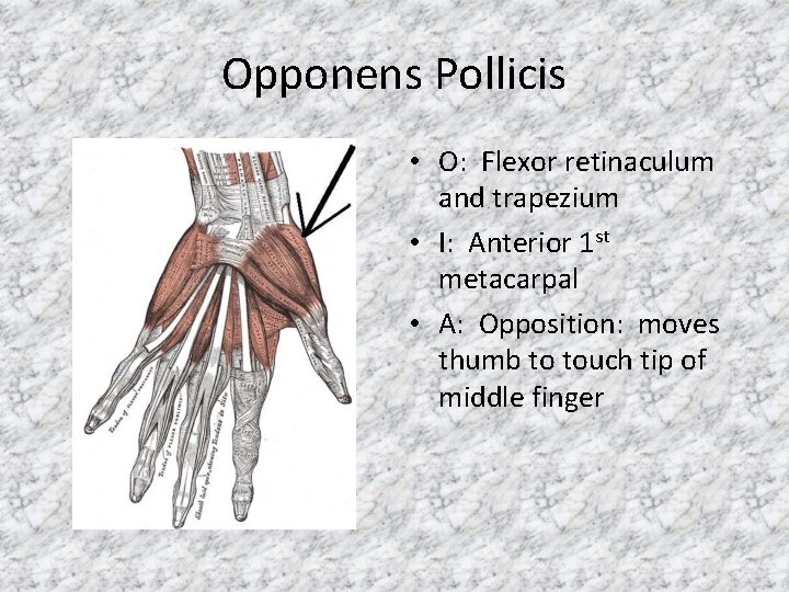 Opponens Pollicis • O: Flexor retinaculum and trapezium • I: Anterior 1 st metacarpal