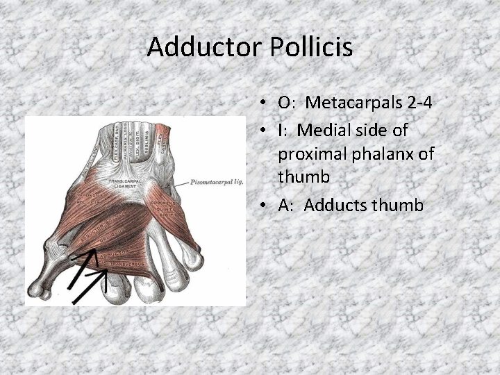 Adductor Pollicis • O: Metacarpals 2 -4 • I: Medial side of proximal phalanx
