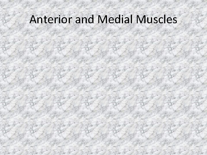 Anterior and Medial Muscles 