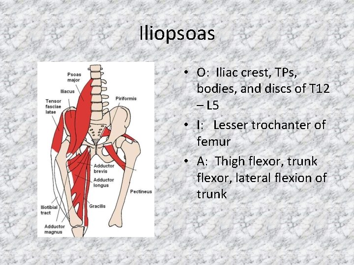 Iliopsoas • O: Iliac crest, TPs, bodies, and discs of T 12 – L