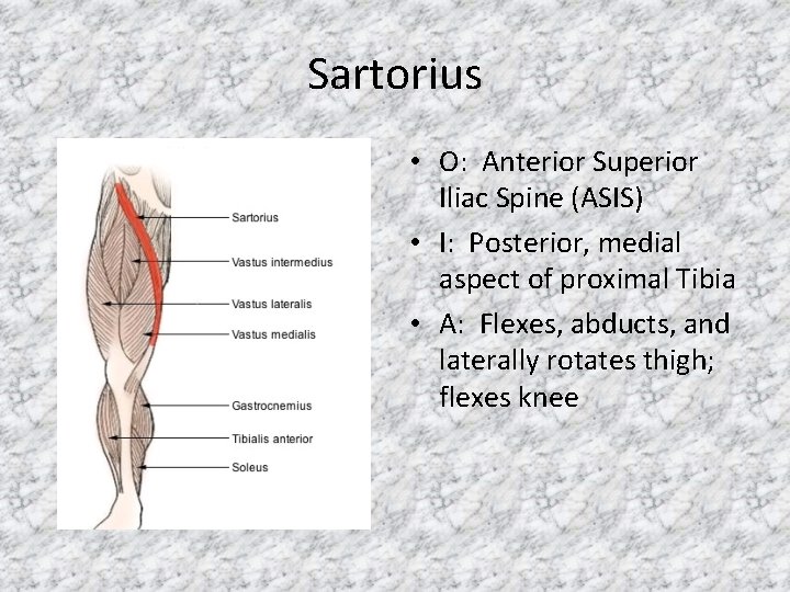 Sartorius • O: Anterior Superior Iliac Spine (ASIS) • I: Posterior, medial aspect of