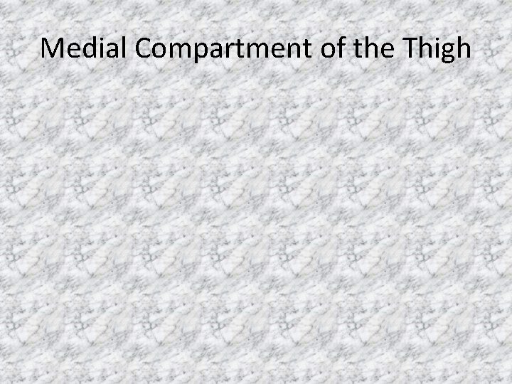 Medial Compartment of the Thigh 