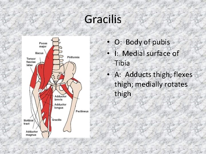 Gracilis • O: Body of pubis • I: Medial surface of Tibia • A: