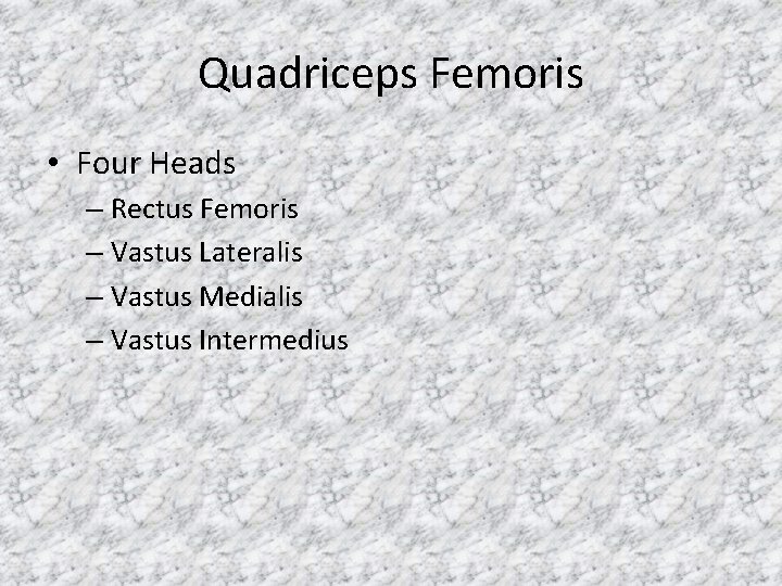 Quadriceps Femoris • Four Heads – Rectus Femoris – Vastus Lateralis – Vastus Medialis