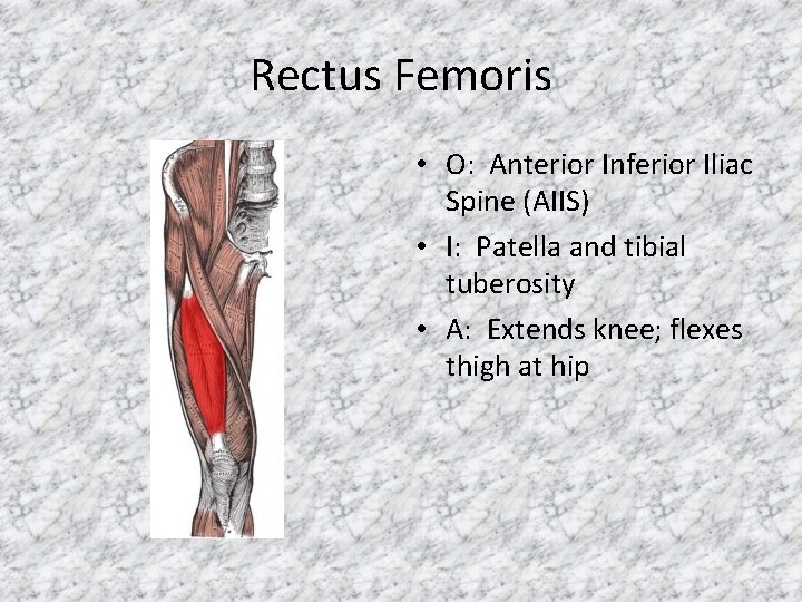 Rectus Femoris • O: Anterior Inferior Iliac Spine (AIIS) • I: Patella and tibial