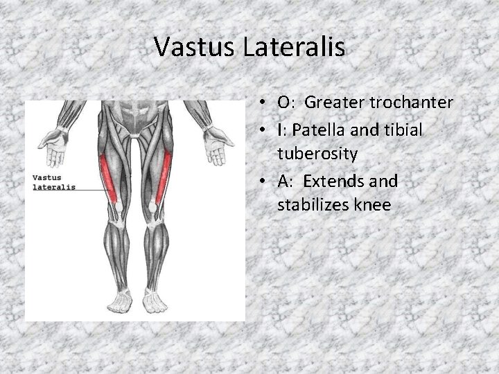 Vastus Lateralis • O: Greater trochanter • I: Patella and tibial tuberosity • A: