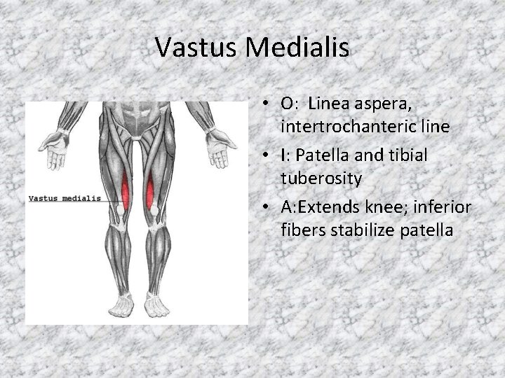 Vastus Medialis • O: Linea aspera, intertrochanteric line • I: Patella and tibial tuberosity