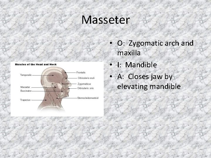 Masseter • O: Zygomatic arch and maxilla • I: Mandible • A: Closes jaw