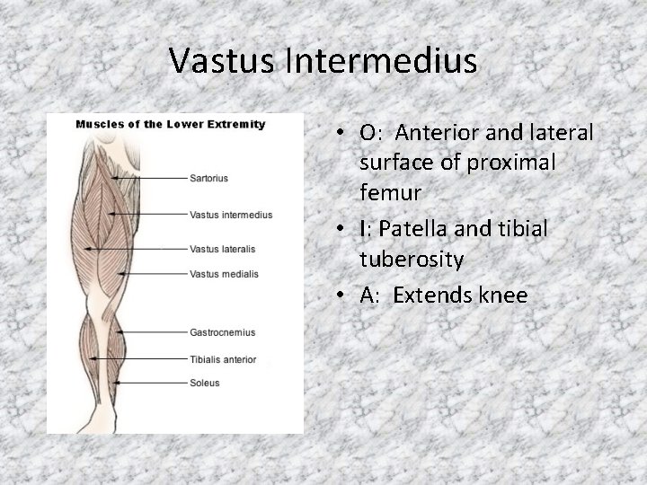 Vastus Intermedius • O: Anterior and lateral surface of proximal femur • I: Patella