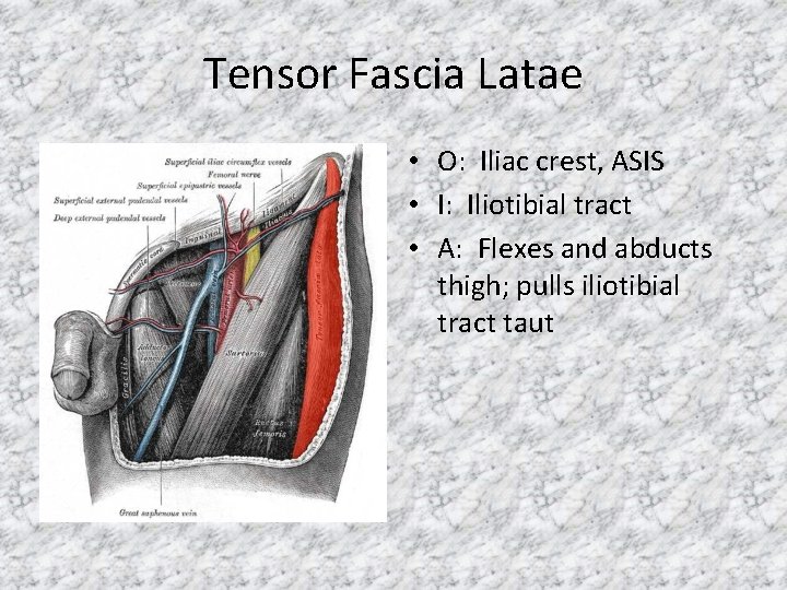 Tensor Fascia Latae • O: Iliac crest, ASIS • I: Iliotibial tract • A: