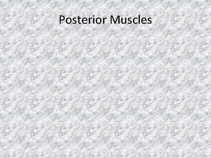 Posterior Muscles 