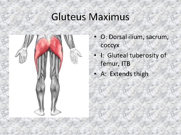 Gluteus Maximus • O: Dorsal ilium, sacrum, coccyx • I: Gluteal tuberosity of femur,