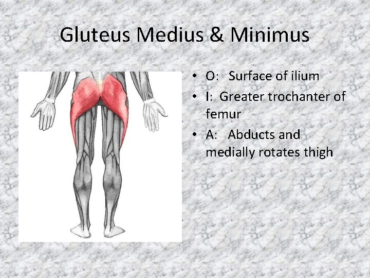 Gluteus Medius & Minimus • O: Surface of ilium • I: Greater trochanter of