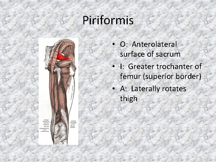 Piriformis • O: Anterolateral surface of sacrum • I: Greater trochanter of femur (superior