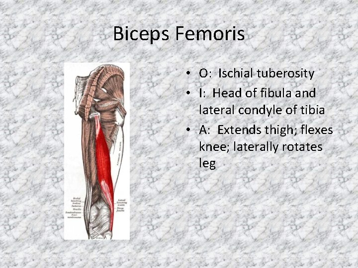 Biceps Femoris • O: Ischial tuberosity • I: Head of fibula and lateral condyle