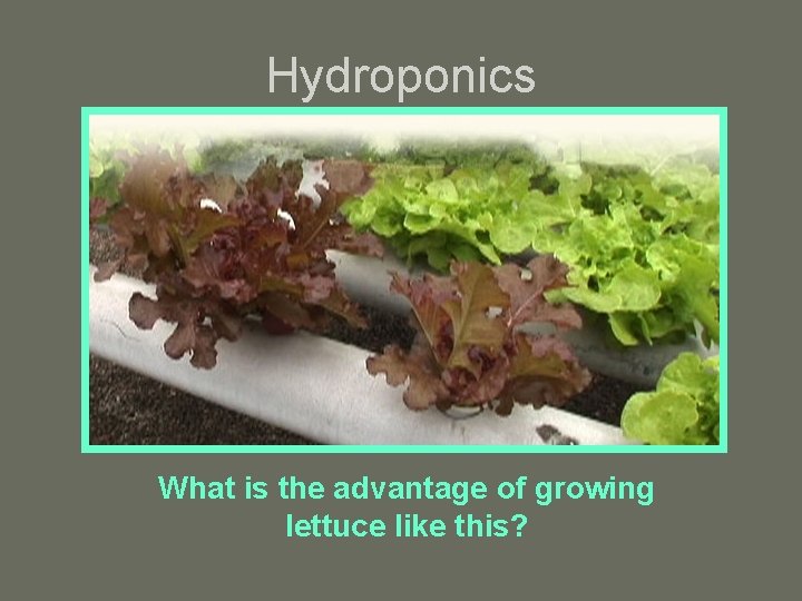 Hydroponics What is the advantage of growing lettuce like this? 