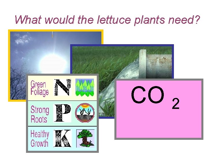 What would the lettuce plants need? CO 2 