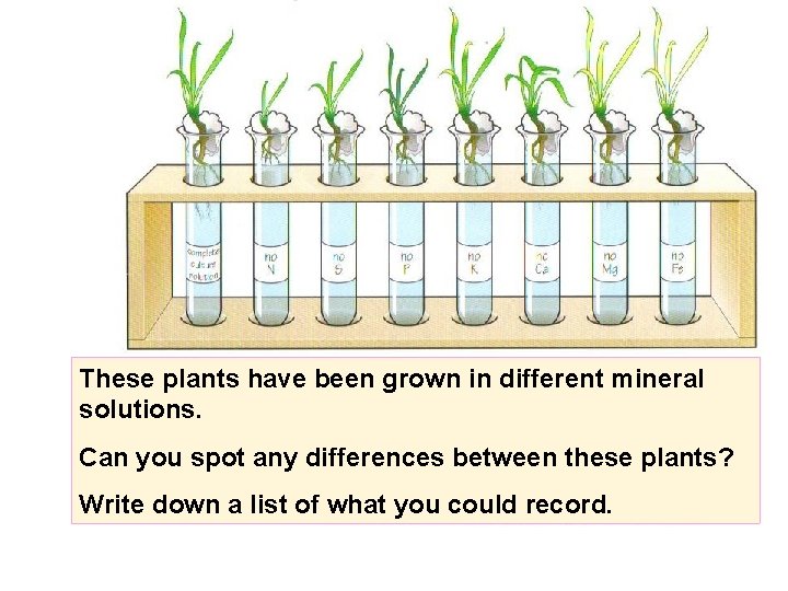 These plants have been grown in different mineral solutions. Can you spot any differences