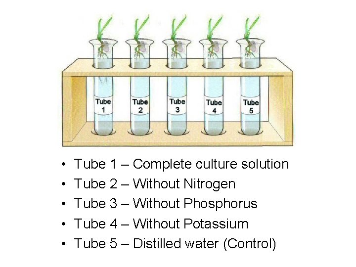  • • • Tube 1 – Complete culture solution Tube 2 – Without