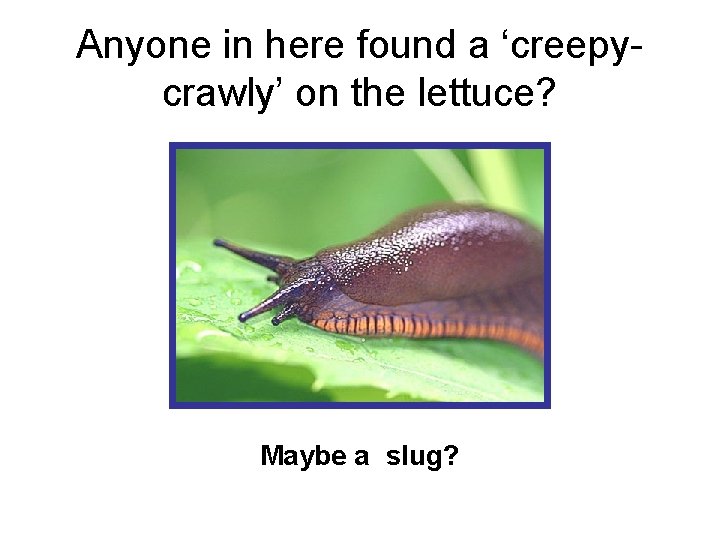 Anyone in here found a ‘creepycrawly’ on the lettuce? Maybe a slug? 