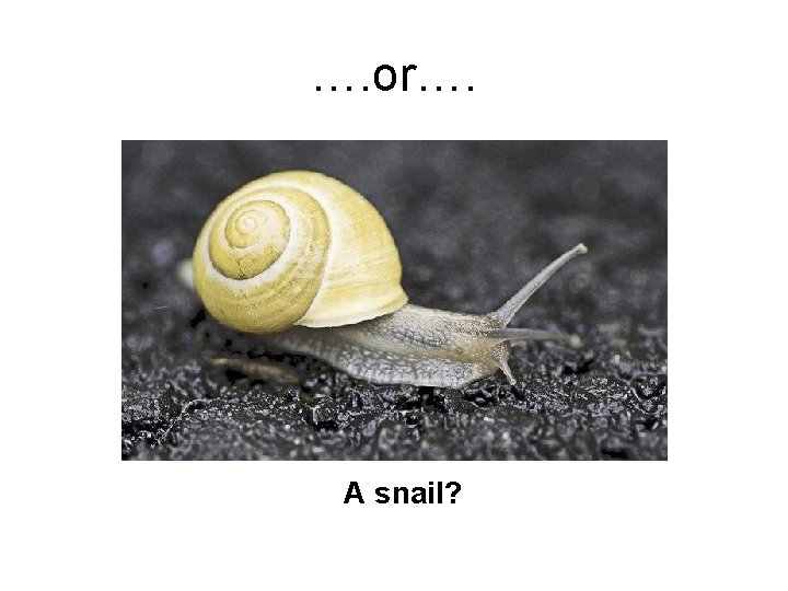 …. or…. A snail? 