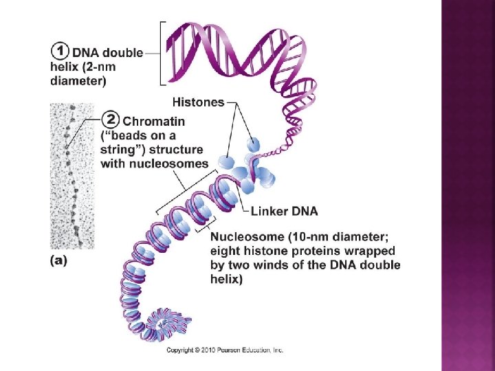 which organelle is responsible for 1