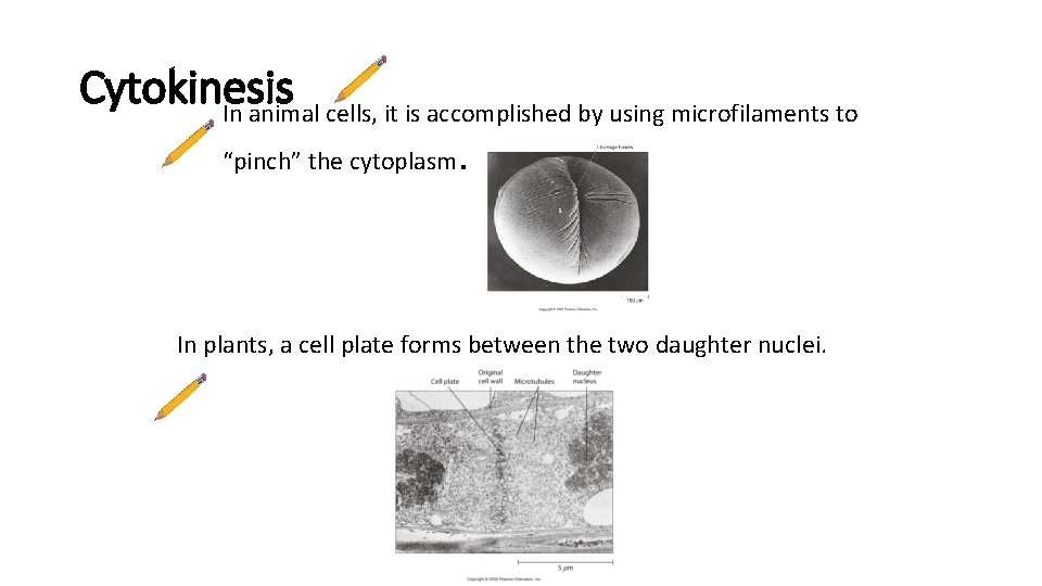 Cytokinesis In animal cells, it is accomplished by using microfilaments to “pinch” the cytoplasm