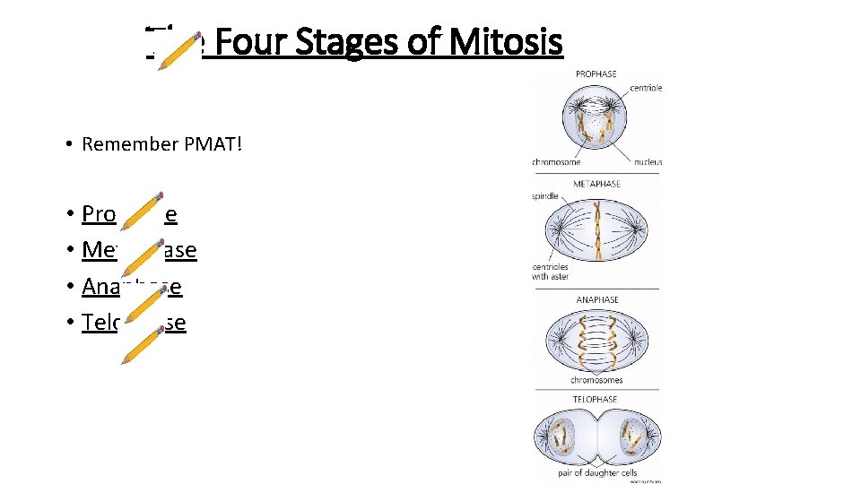 The Four Stages of Mitosis • Remember PMAT! • Prophase • Metaphase • Anaphase