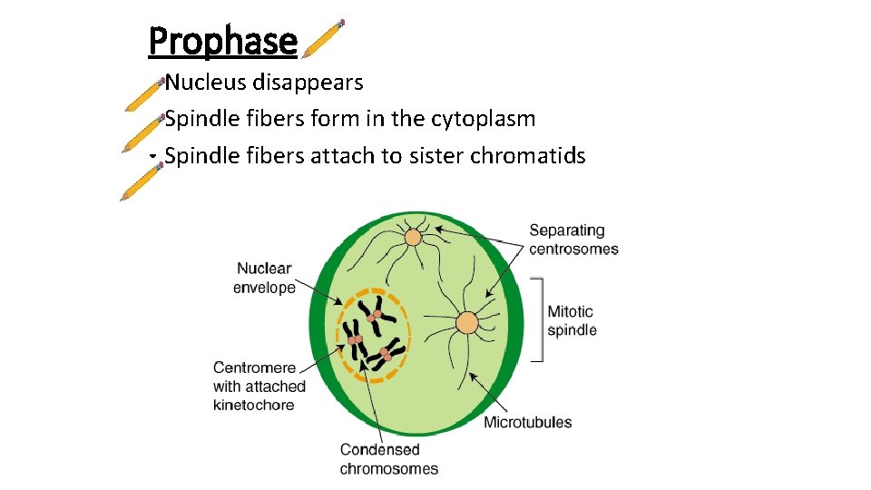 Prophase • Nucleus disappears • Spindle fibers form in the cytoplasm • Spindle fibers