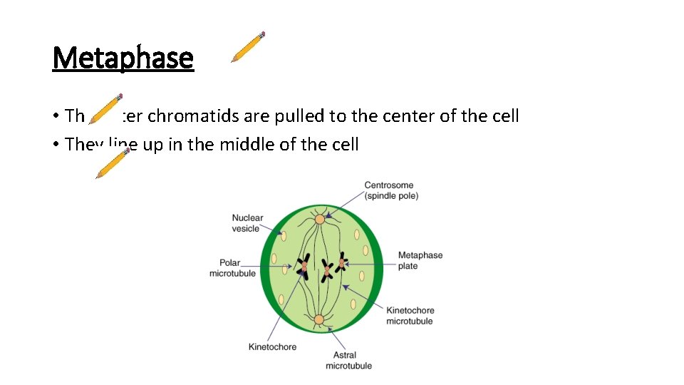 Metaphase • The sister chromatids are pulled to the center of the cell •
